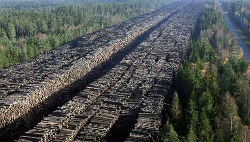 国内：从俄罗斯进口的木材增长至42%