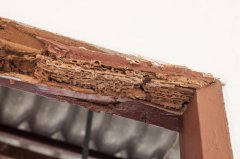 为什么会导致木材腐烂，如何做防腐处理？